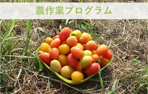 自然の中で自分らしさを見つける –農作業プログラム–