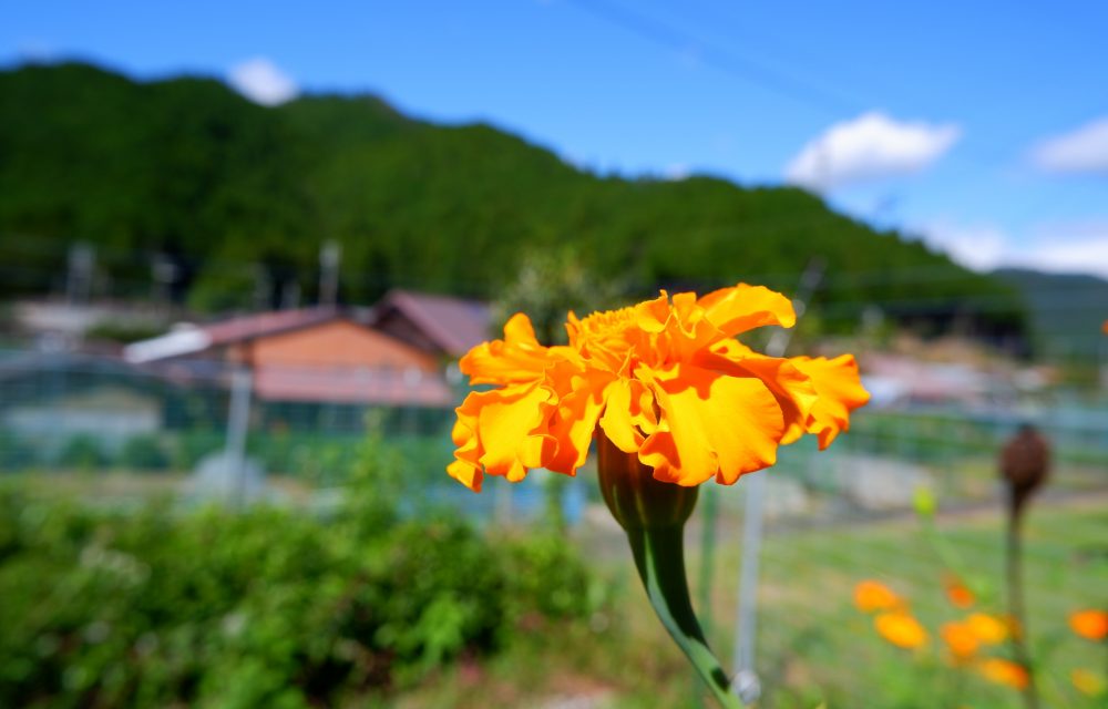 【実施報告】 “自分自身”と向き合う「３週間プログラム」in奈良県下北山村