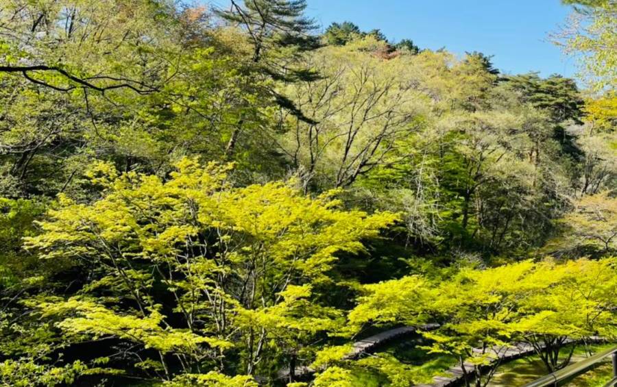 森林浴とは？森林浴に期待される実証効果やうつ病との関係性について